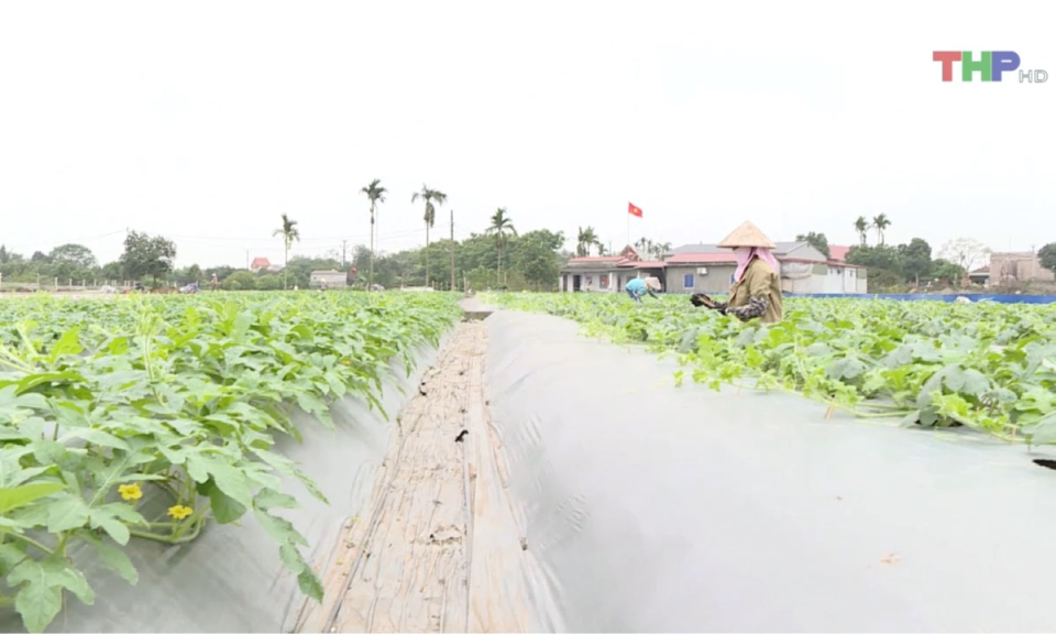 Bản tin thời sự trưa (20/06/2024)