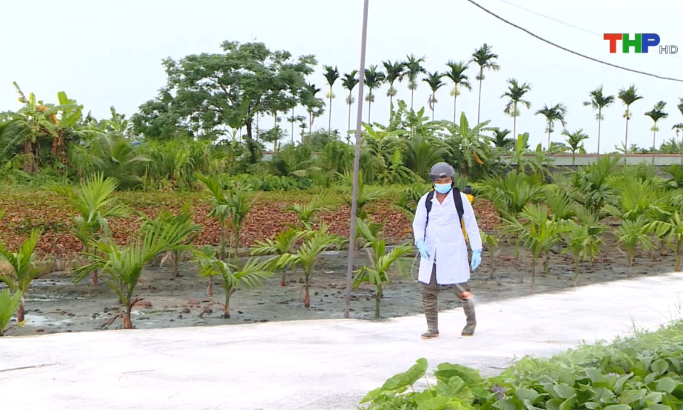 N&ocirc;ng th&ocirc;n mới Hải Ph&ograve;ng: Huyện Kiến Thụy tăng cường giải ph&aacute;p ph&ograve;ng chống dịch tả lợn ch&acirc;u Phi 