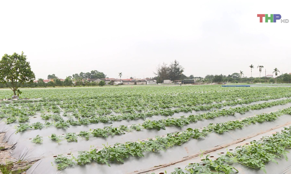 Hiệu quả v&ugrave;ng chuy&ecirc;n canh sản xuất n&ocirc;ng nghiệp