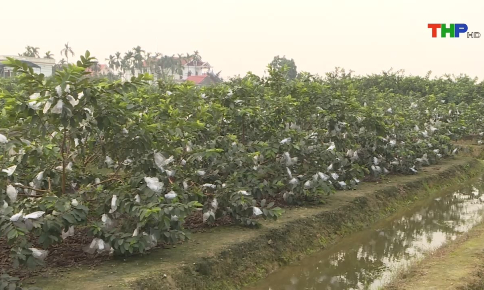 N&ocirc;ng th&ocirc;n mới Hải Ph&ograve;ng: Ph&aacute;t triển n&ocirc;ng nghiệp theo thế mạnh đặc trưng từng v&ugrave;ng