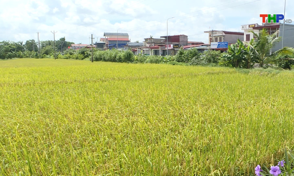 Huyện Vĩnh Bảo dẫn đầu th&agrave;nh phố về năng suất l&uacute;a