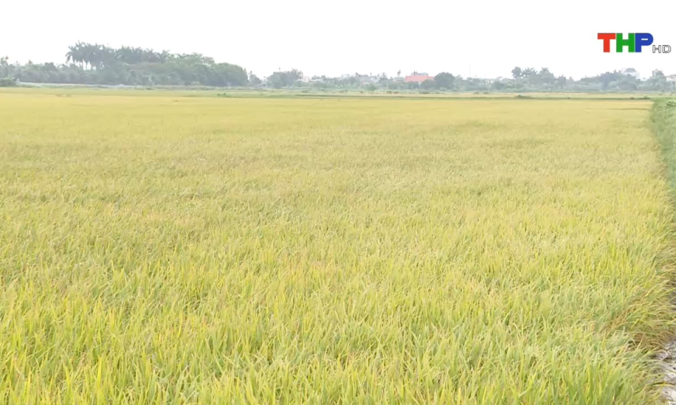 N&ocirc;ng th&ocirc;n mới Hải Ph&ograve;ng: Hiệu quả sản xuất l&uacute;a xu&acirc;n, triển khai gieo cấy vụ m&ugrave;a