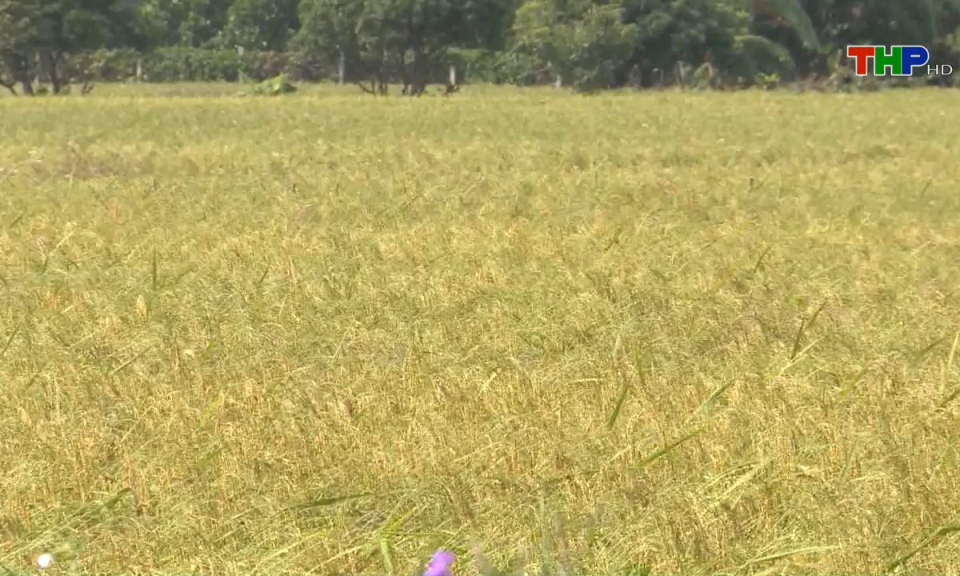 Bản tin tiếng Trung (08/07/2024)