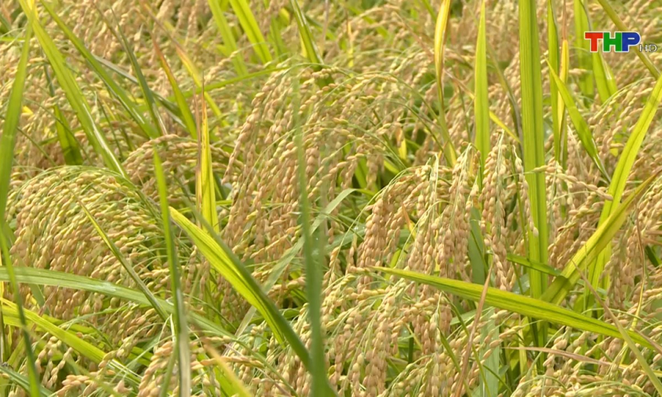 Bản tin tiếng Anh (09/07/2024)