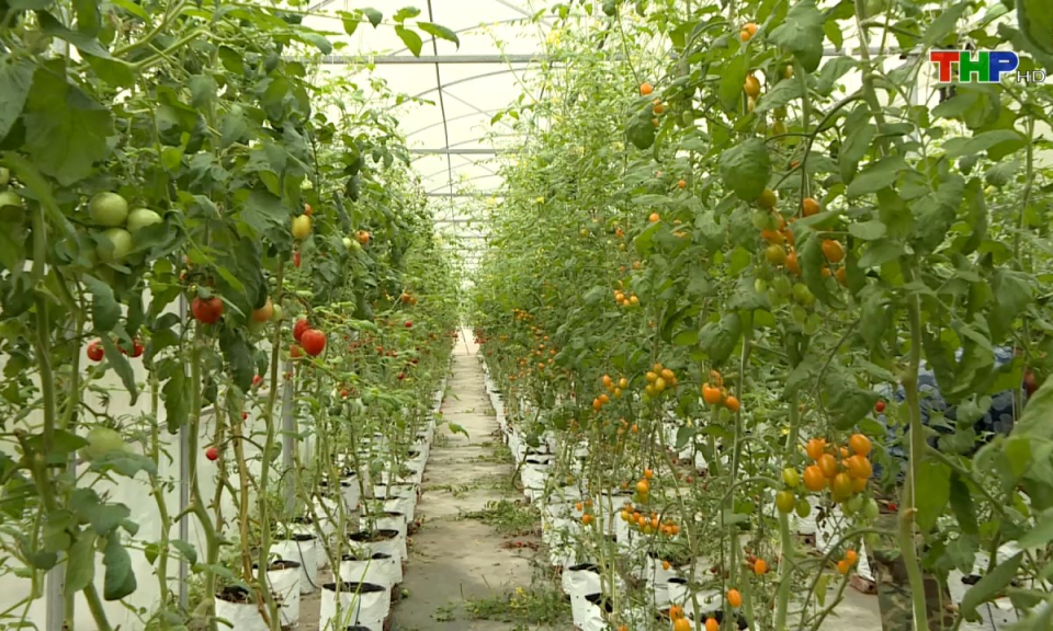 Bản tin tiếng Trung (11/07/2024)