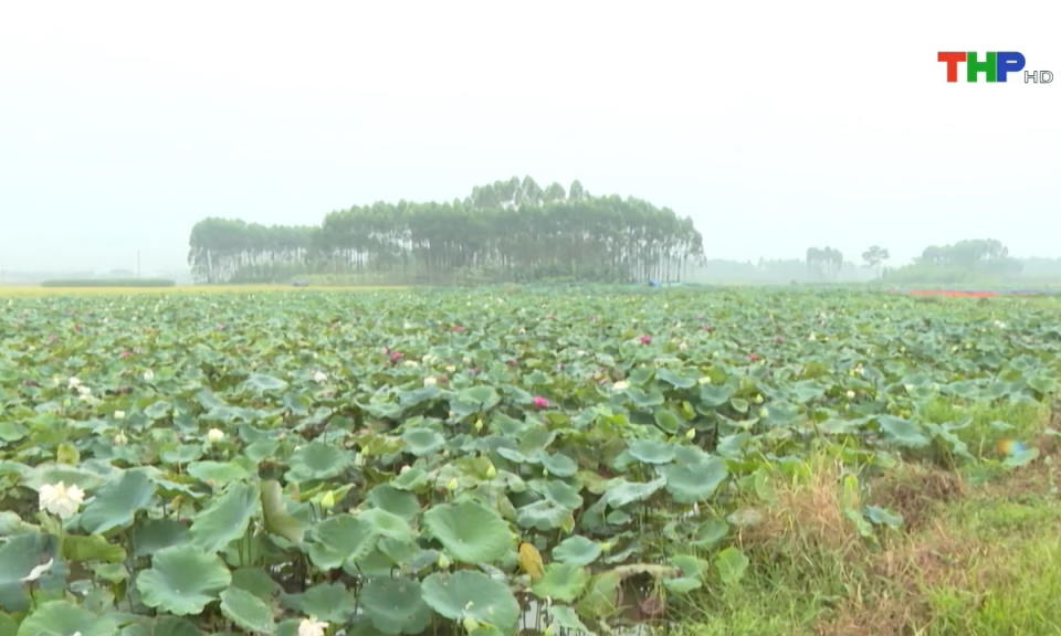 Bản tin Hải Ph&ograve;ng kết nối (12/07/2024)