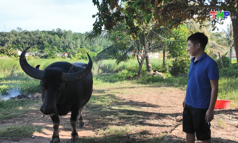 Chuẩn bị Lễ hội chọi tr&acirc;u Đồ Sơn 2024