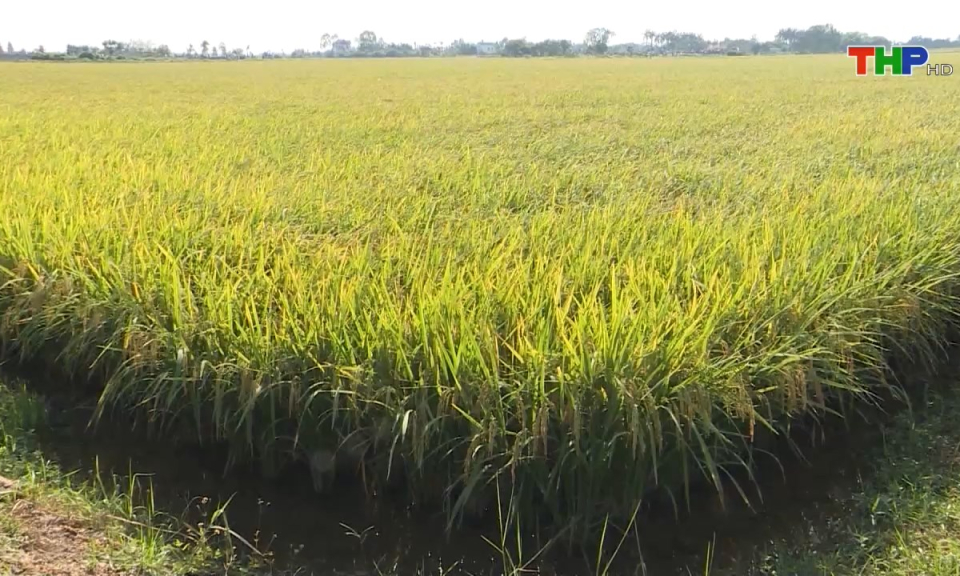 10 ph&uacute;t v&agrave;ng (19/07/2024)