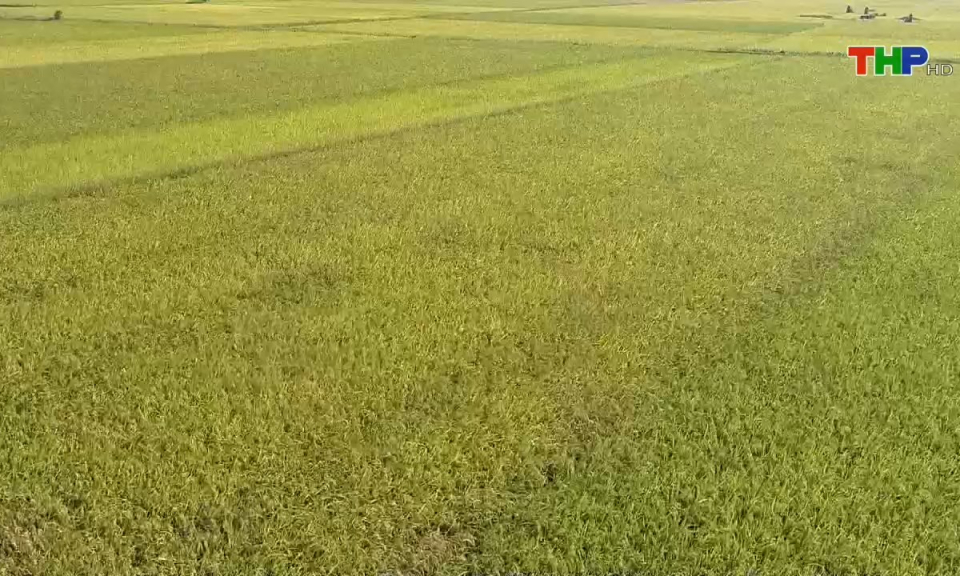 Bản tin tiếng Anh (20/07/2024)