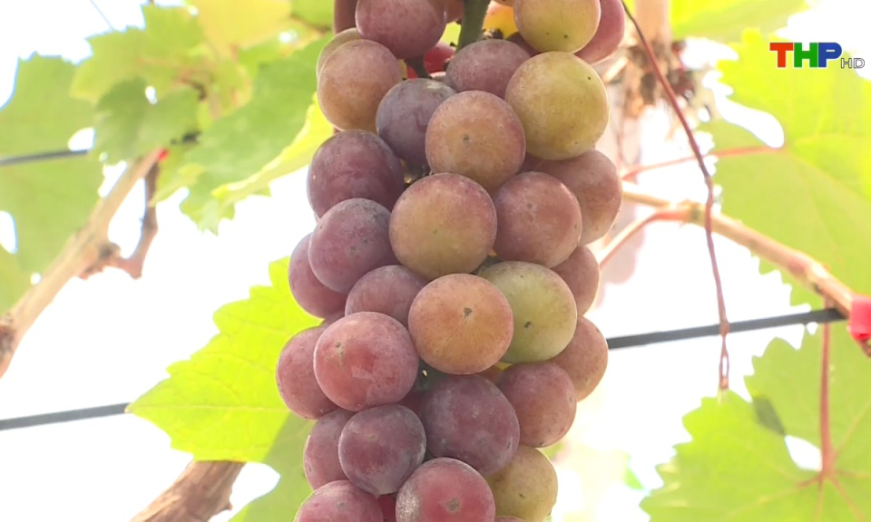 Bản tin thời sự s&aacute;ng (21/07/2024)