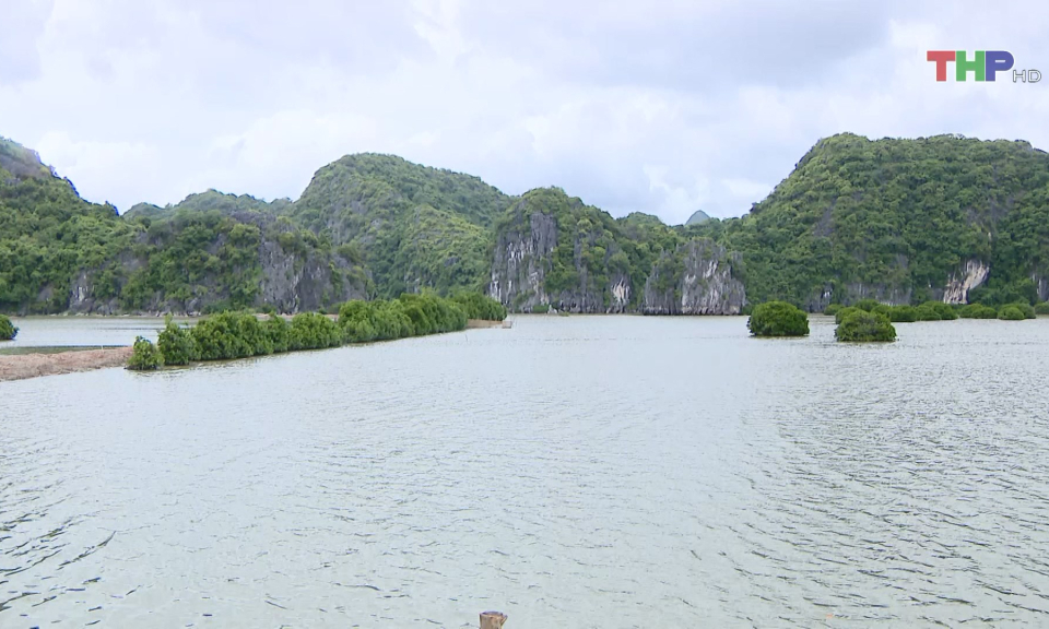 Bảo tồn hệ sinh th&aacute;i rừng ngập mặn Vườn Quốc gia C&aacute;t B&agrave;