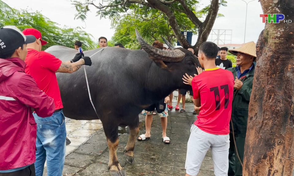 Kiểm tra tr&acirc;u lần thứ nhất trước Lễ hội chọi tr&acirc;u Đồ Sơn 2024