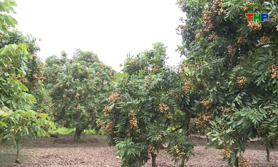 Bản tin Hải Ph&ograve;ng kết nối (02/08/2024)