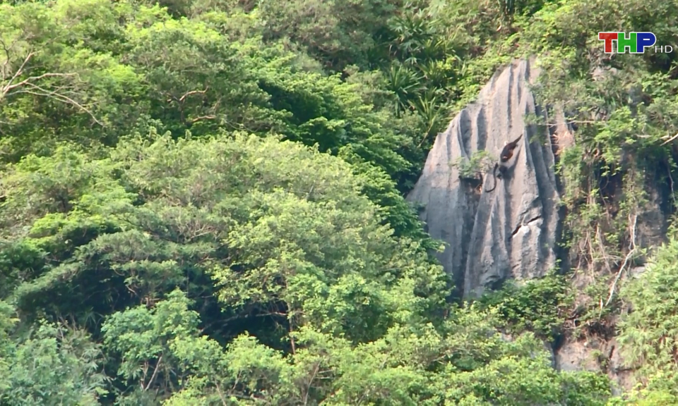 Bảo tồn lo&agrave;i Vọoc ở C&aacute;t B&agrave;