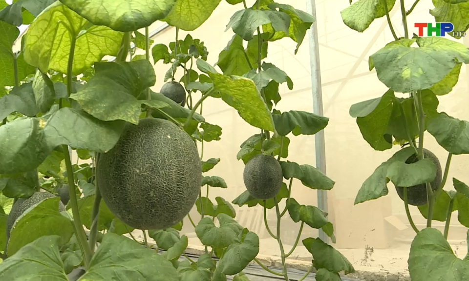 Tạp ch&iacute; kinh tế: Hiệu quả từ chuyển đổi m&ocirc; h&igrave;nh sản xuất n&ocirc;ng nghiệp trước th&aacute;ch thức đ&ocirc; thị h&oacute;a