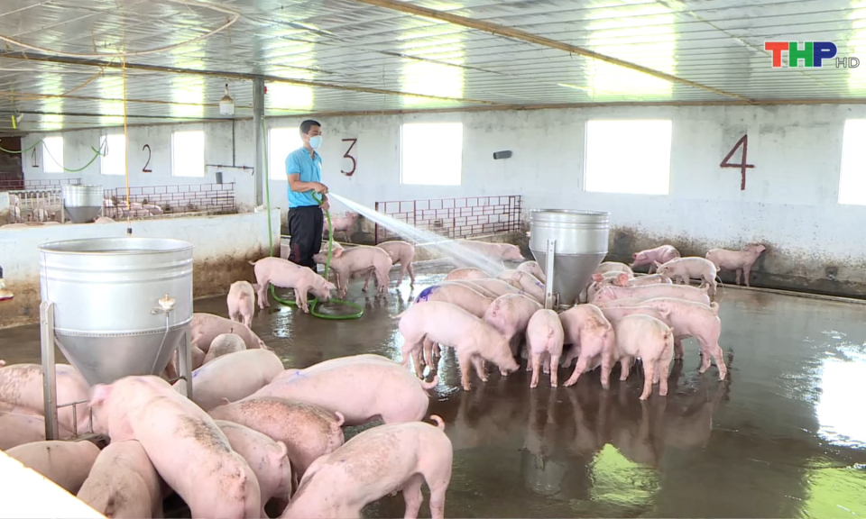 Ti&ecirc;m ph&ograve;ng dịch tả lợn ch&acirc;u Phi cho đ&agrave;n vật nu&ocirc;i