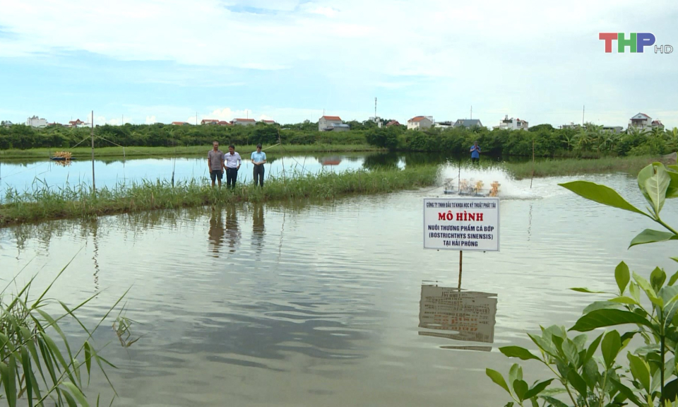 M&ocirc; h&igrave;nh nu&ocirc;i c&aacute; bớp cho lợi nhuận cao