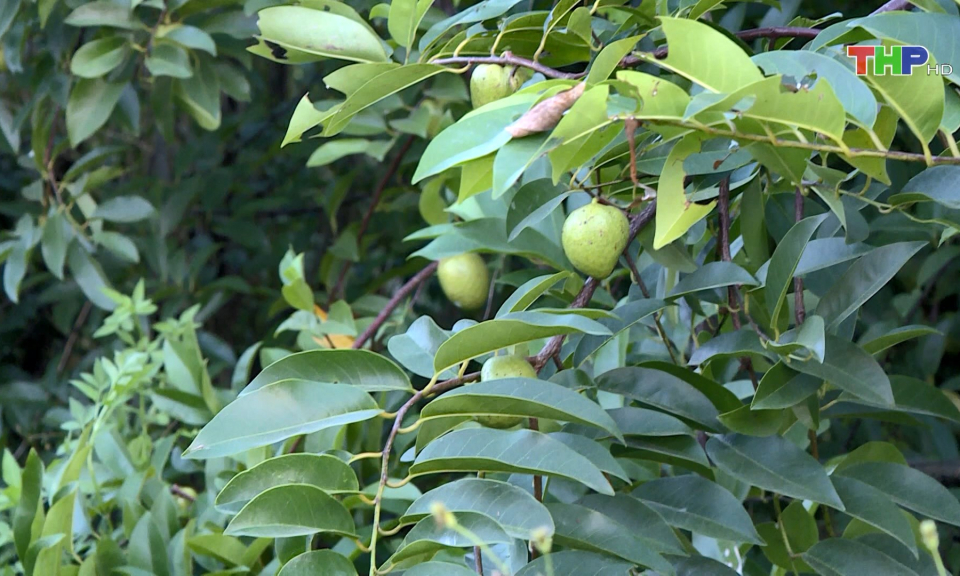 Hương na xi&ecirc;m m&ugrave;a h&egrave;