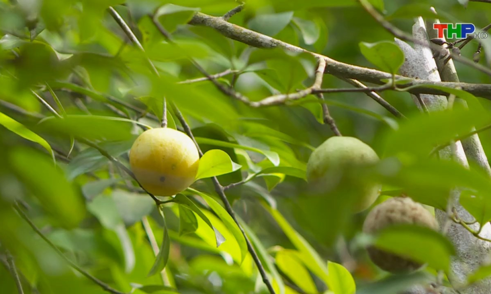 Bản tin thời sự s&aacute;ng (12/08/2024)