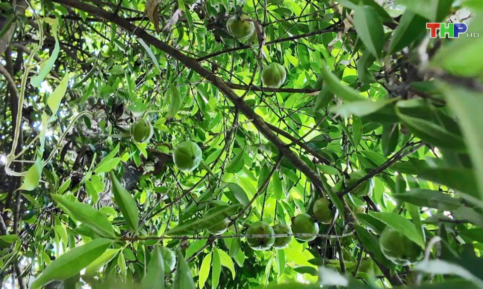 Độc đ&aacute;o Bứa Đồ Sơn