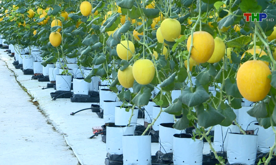 Ứng dụng KHKT trong n&ocirc;ng nghiệp cho l&atilde;i gần 2 tỷ đồng/năm 