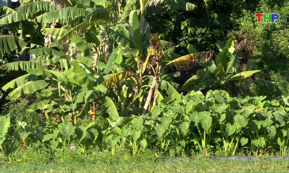 Bản tin thời sự trưa (13/08/2024)