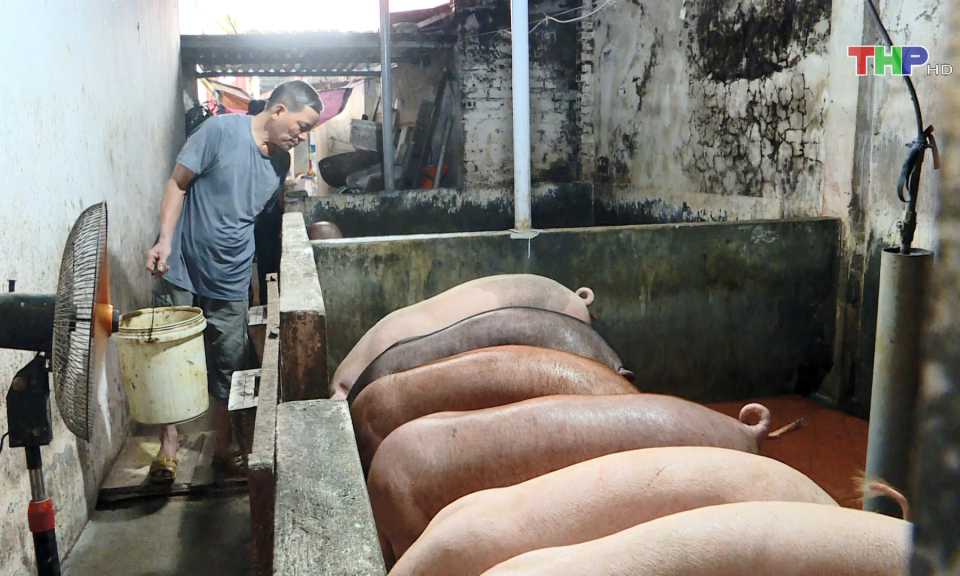 Chấm dứt chăn nu&ocirc;i trong đ&ocirc; thị trước 1/1/2025