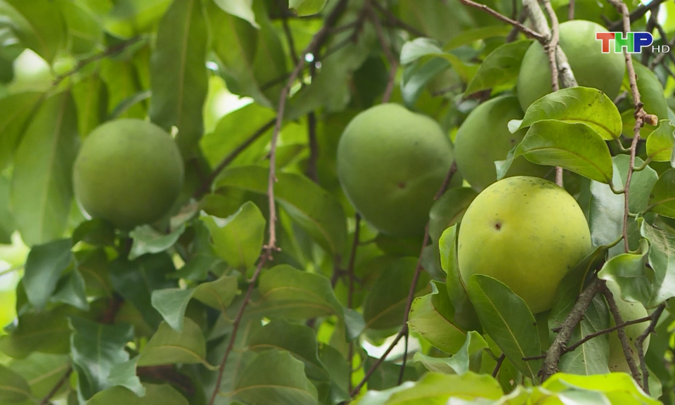 Rừng thị cổ tr&ecirc;n n&uacute;i Ngọc, Đồ Sơn