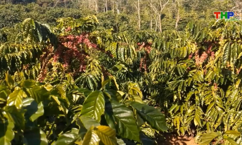 10 ph&uacute;t v&agrave;ng (15/08/2024)