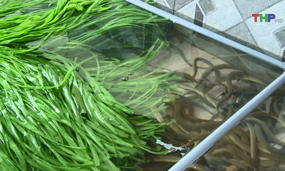 M&ocirc; h&igrave;nh nu&ocirc;i lươn kh&ocirc;ng b&ugrave;n  