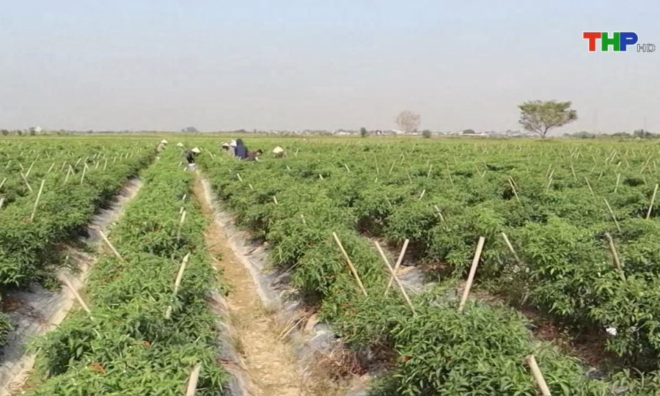 10 ph&uacute;t v&agrave;ng (20/08/2024)