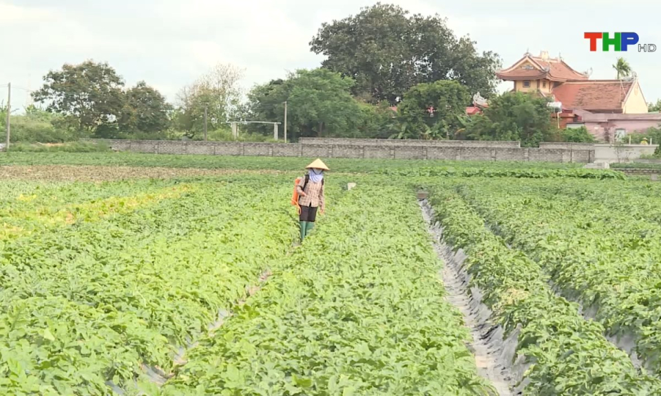 Bản tin tiếng Trung (20/08/2024)