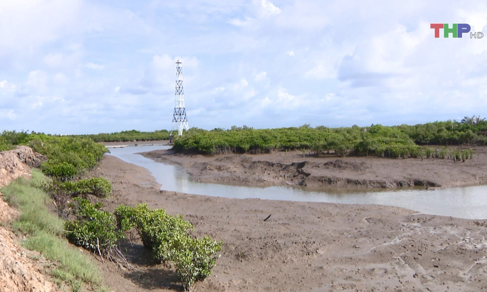 Bảo tồn rừng ngập mặn tr&ecirc;n đảo C&aacute;t B&agrave;
