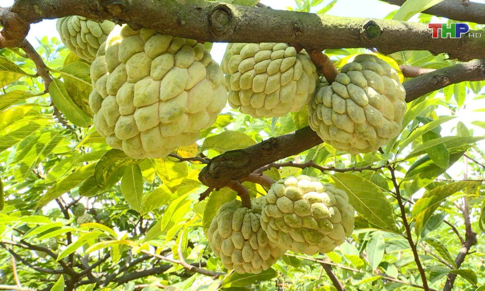 Nh&acirc;n rộng c&aacute;c m&ocirc; h&igrave;nh sản xuất n&ocirc;ng sản sạch