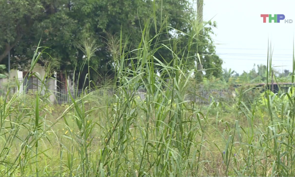 Bản tin thời sự trưa (31/08/2024)