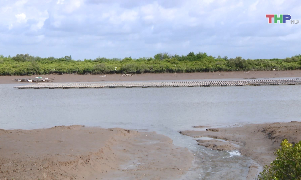 Bảo vệ rừng ngập mặn chắn s&oacute;ng