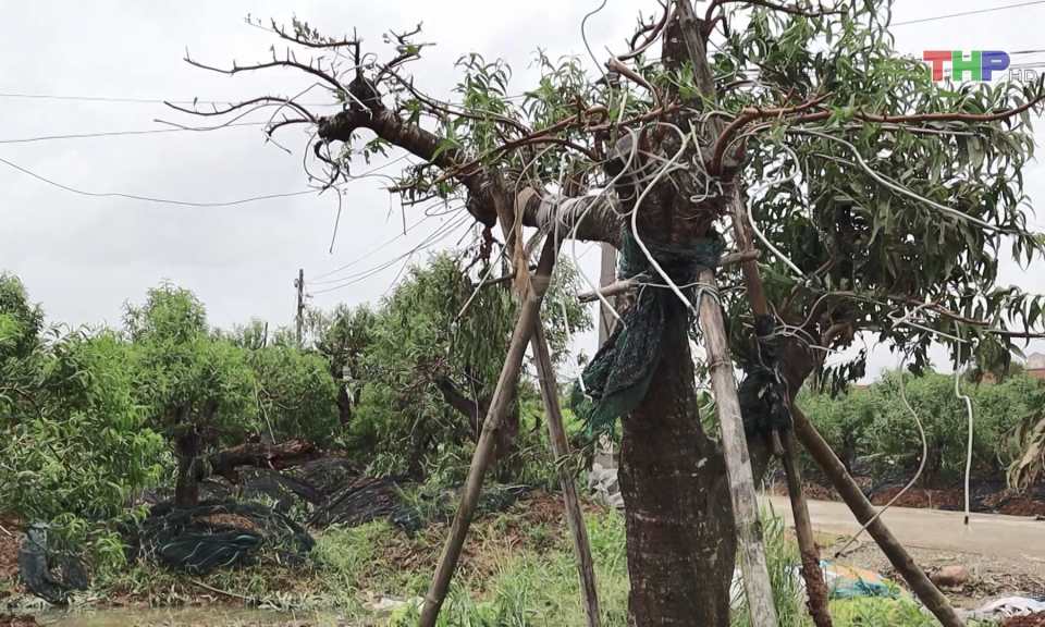 Đ&agrave;o cảnh thiệt hại lớn do b&atilde;o