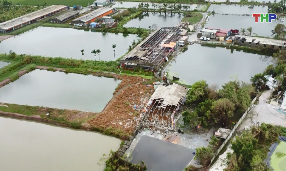 Thiệt hại của ngành chăn nuôi sau bão  