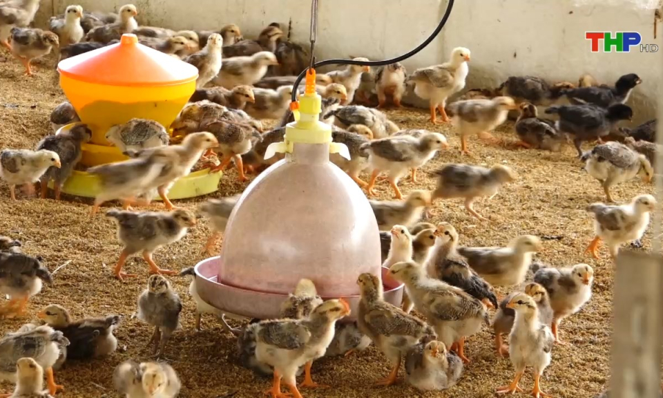 N&ocirc;ng th&ocirc;n mới Hải Ph&ograve;ng: Nỗ lực kh&ocirc;i phục sản xuất n&ocirc;ng nghiệp sau mưa b&atilde;o