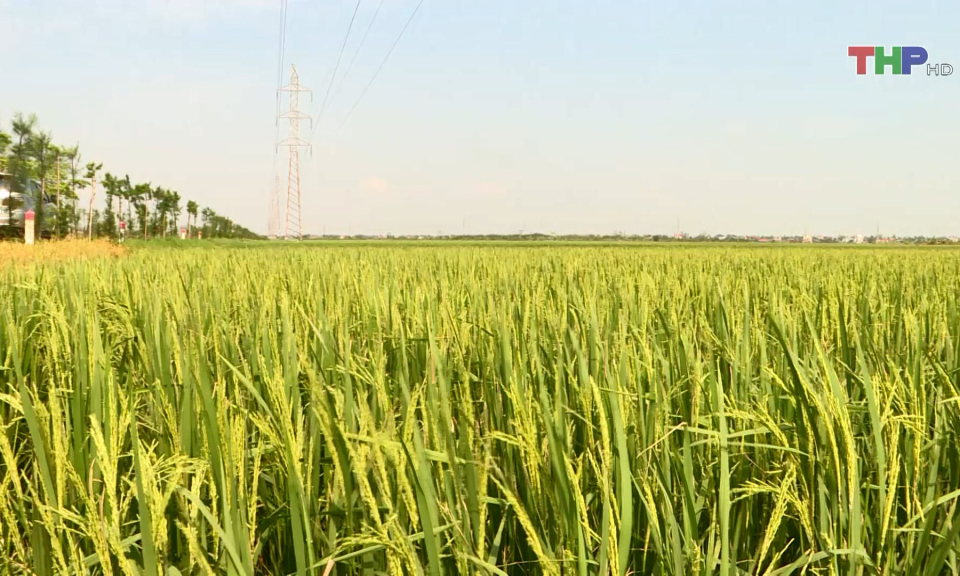 Sản lượng l&uacute;a vụ m&ugrave;a dự kiến chỉ đạt 50% kế hoạch