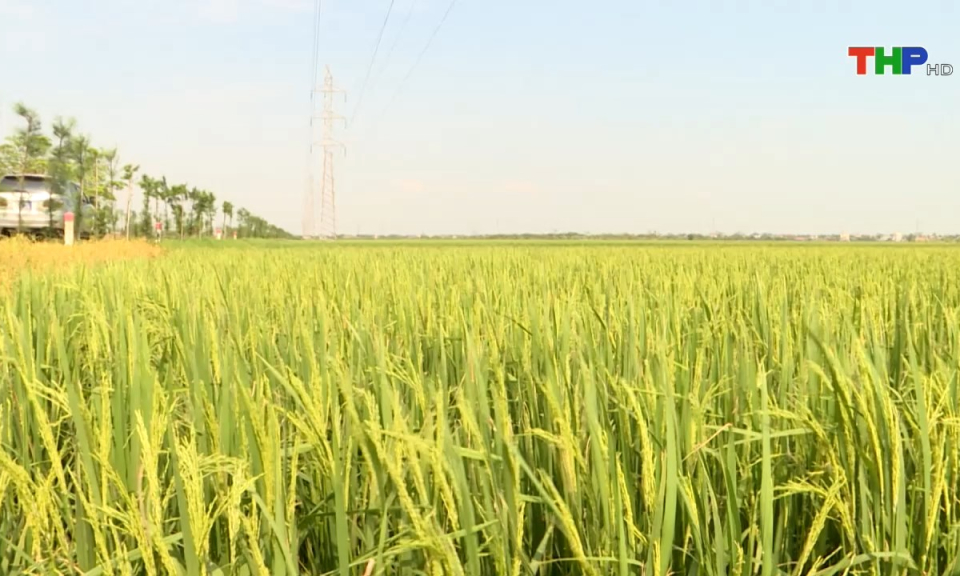 Bản tin Hải Ph&ograve;ng h&ocirc;m nay (21/09/2024)