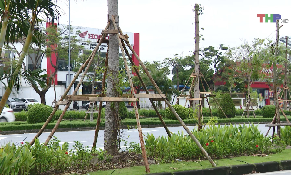 Kh&ocirc;i phục mảng xanh cho th&agrave;nh phố sau b&atilde;o