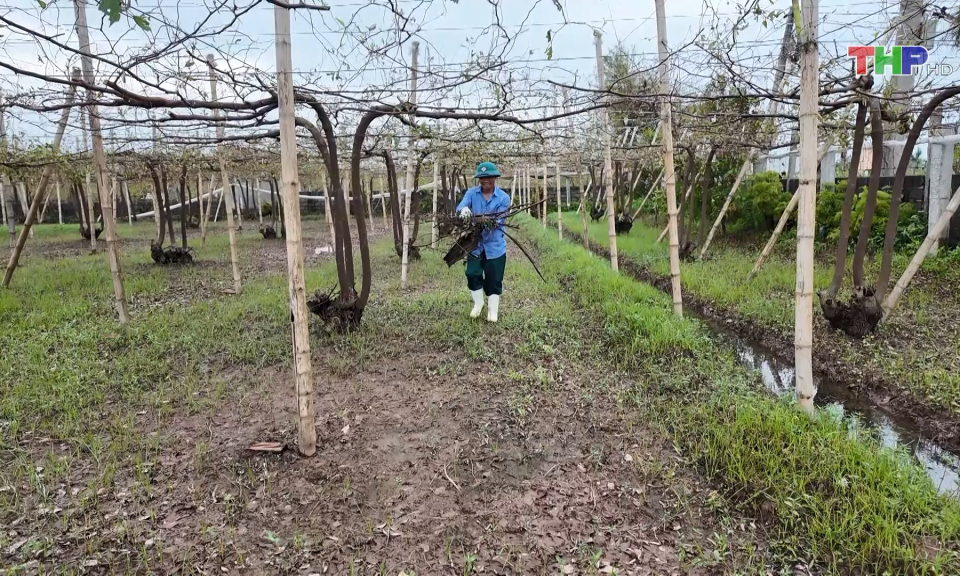 T&aacute;o B&agrave;ng La mất m&ugrave;a vụ Tết