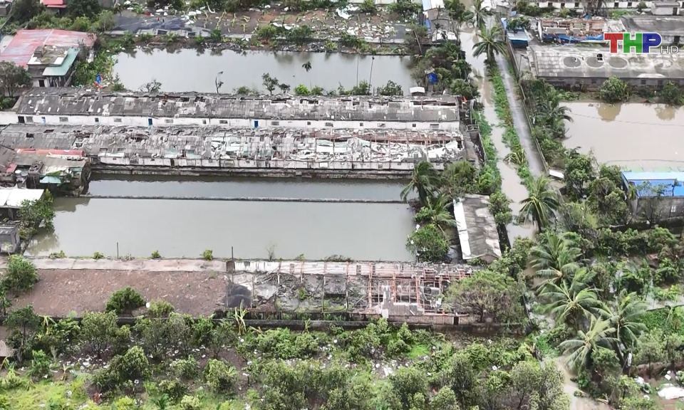 Huyện Thủy Nguy&ecirc;n: Kh&ocirc;i phục hoạt động chăn nu&ocirc;i sau b&atilde;o