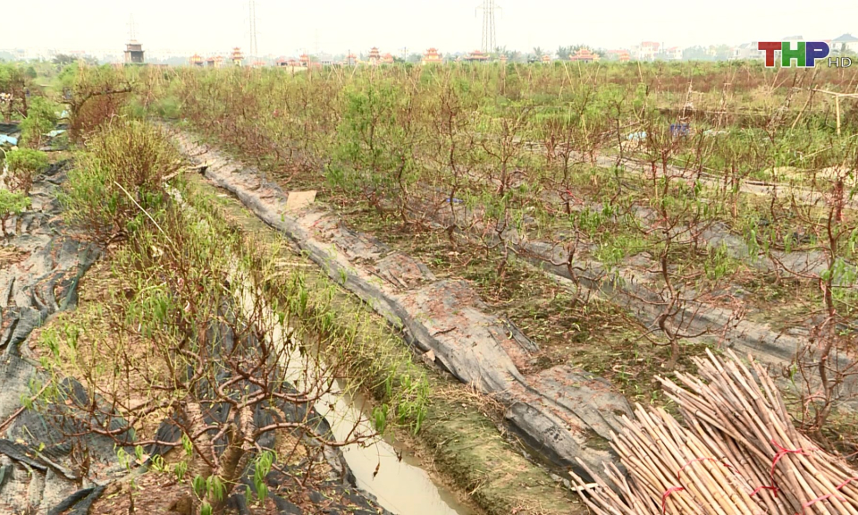 Đ&agrave;o cảnh An Dương thiệt hại nặng sau b&atilde;o