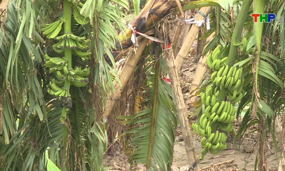 Bản tin thời sự tối (26/09/2024)