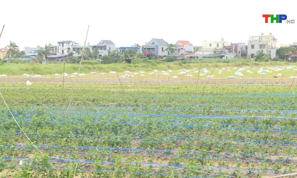 N&ocirc;ng th&ocirc;n mới Hải Ph&ograve;ng: Huyện Kiến Thụy tập trung th&aacute;o gỡ kh&oacute; khăn triển khai dự &aacute;n v&agrave; khắc phục hậu quả sau b&atilde;o