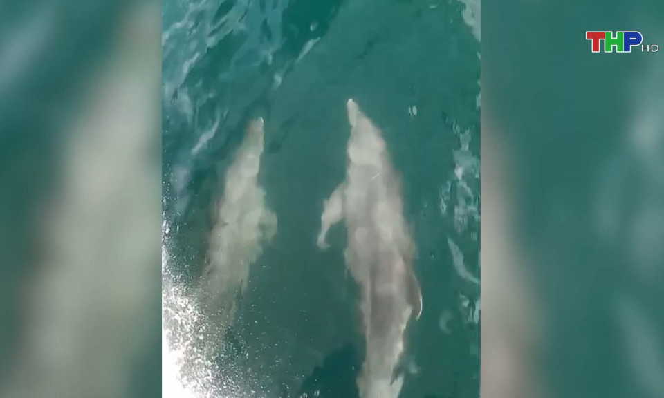 C&aacute; heo xuất hiện tại Bạch Long Vĩ