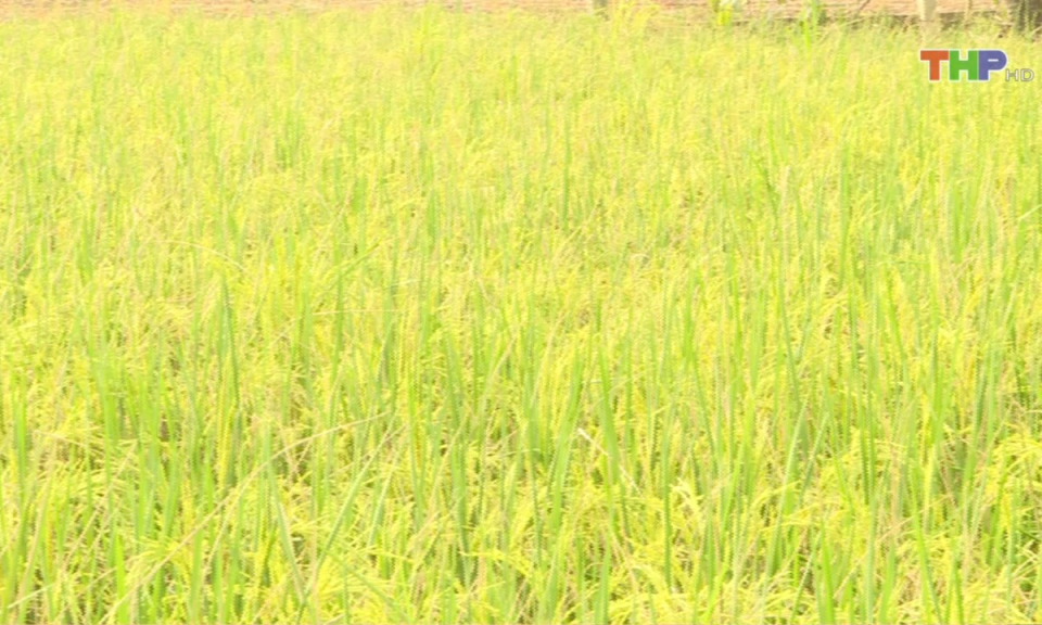 Bản tin thời sự trưa (02/10/2024)