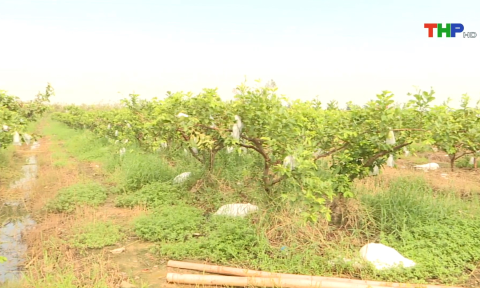 Kh&ocirc;i phục v&ugrave;ng trồng ổi l&ecirc; sau b&atilde;o